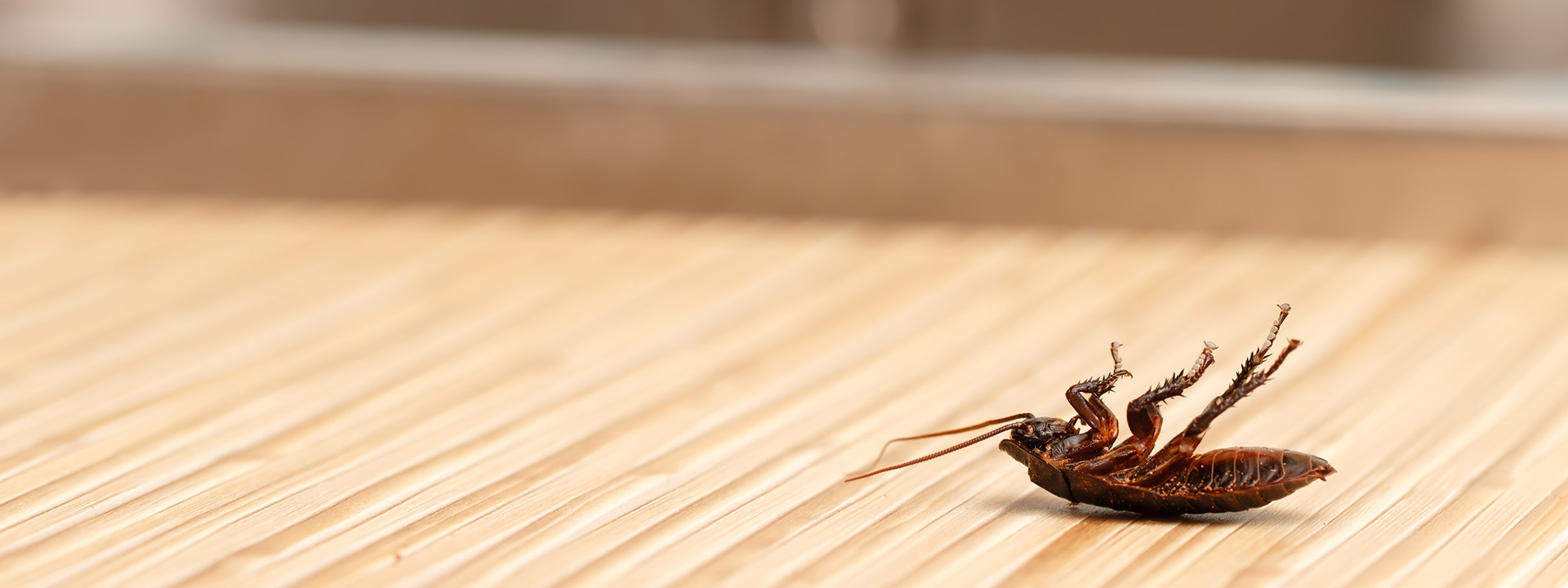 Expert Pest Control in Henderson, NC Whitco Bug Warriors